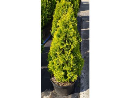 Thuje Golden Smaragd 120-140cm