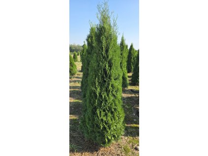 Thuje Smaragd 200-220cm