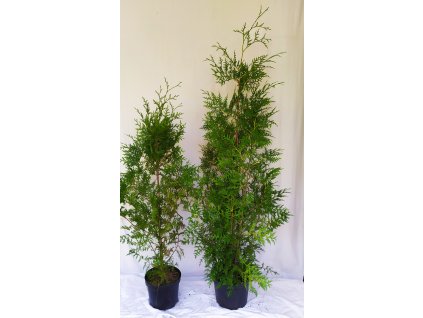 Thuje Brabant rychlerostoucí sazenice 50-70cm