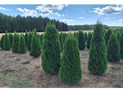 Thuje Smaragd EXCLUSIV 160-180cm