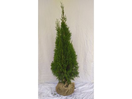 Thuje Smaragd 100-120cm