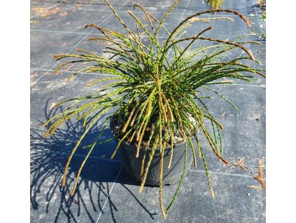 Thuja plicata 'Whipcord'