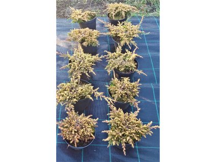 Jalovec obecný 'Gold Schatz'