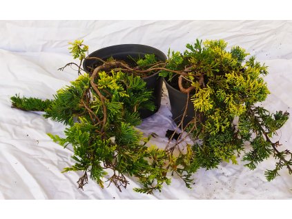 Jalovec  'Golden Carpet'