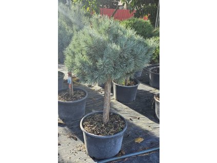 Borovice lesní  Chantry Blue