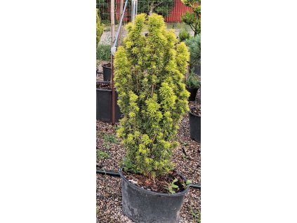 Tis červený David 100 - 120cm