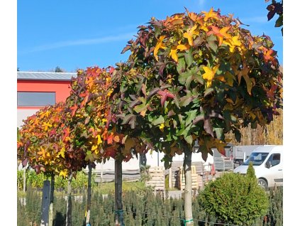 Ambroň západní 'Gum Ball'