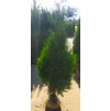 Thuje Brabant 120-140 cm.bal