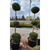 Thuja occidentalis 3x
