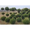 Thuja occidentalis 3x