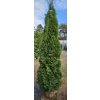 Thuje Smaragd 220-240cm