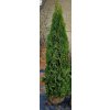 Thuje Smaragd 180-200cm