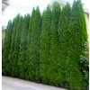 Thuje Smaragd 80-100cm