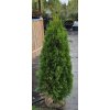 Thuje Smaragd 120-140cm