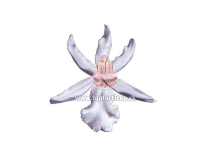 SK Silikónový žilkovač Orchidea Cambria (O. Cambria Long Sepals Wide) 10cm