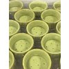 Tartaletka kruh 60MM pistácia-46ks