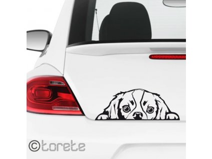 Kavalír King Charles španěl nálepka-Cavalier King Charles Spaniel Aufkleber sticker