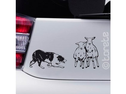 Border kolie pasení ovcí nálepka-Border Collie Aufkleber - border collie sticker
