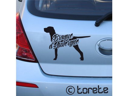 Auvergneský stavač lepka Auvergneský ohař nalepka Auvergne Pointer stickers Braque d'Auvergne aufkleber