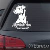 argentinska doga lepka dogo argentino