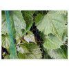623 1 ochranna sit proti ptakum bird net 7g m2 5x10m