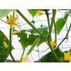 632 1 sit pro pnouci rostliny bradas plant net 1 7x100m
