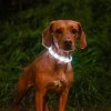 81414 Rechargeable Dog Collar Light 12