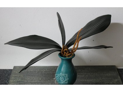 listy orchidei s koreňom 25cm, zápich -  dekorácia