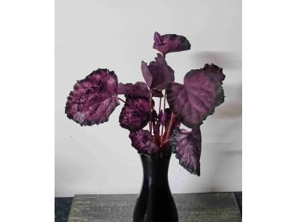 Begonia bordo 30cm - dekorácia