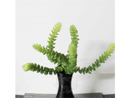 Sukulent - kaktus - dekorácia