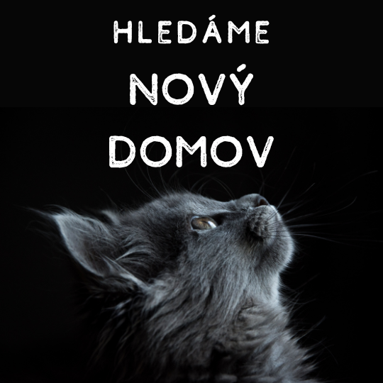Kočičky hledající nový domov, k adopci