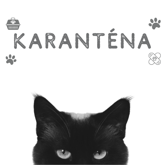 Kočičky v léčení, karanténa, nalezené kočky