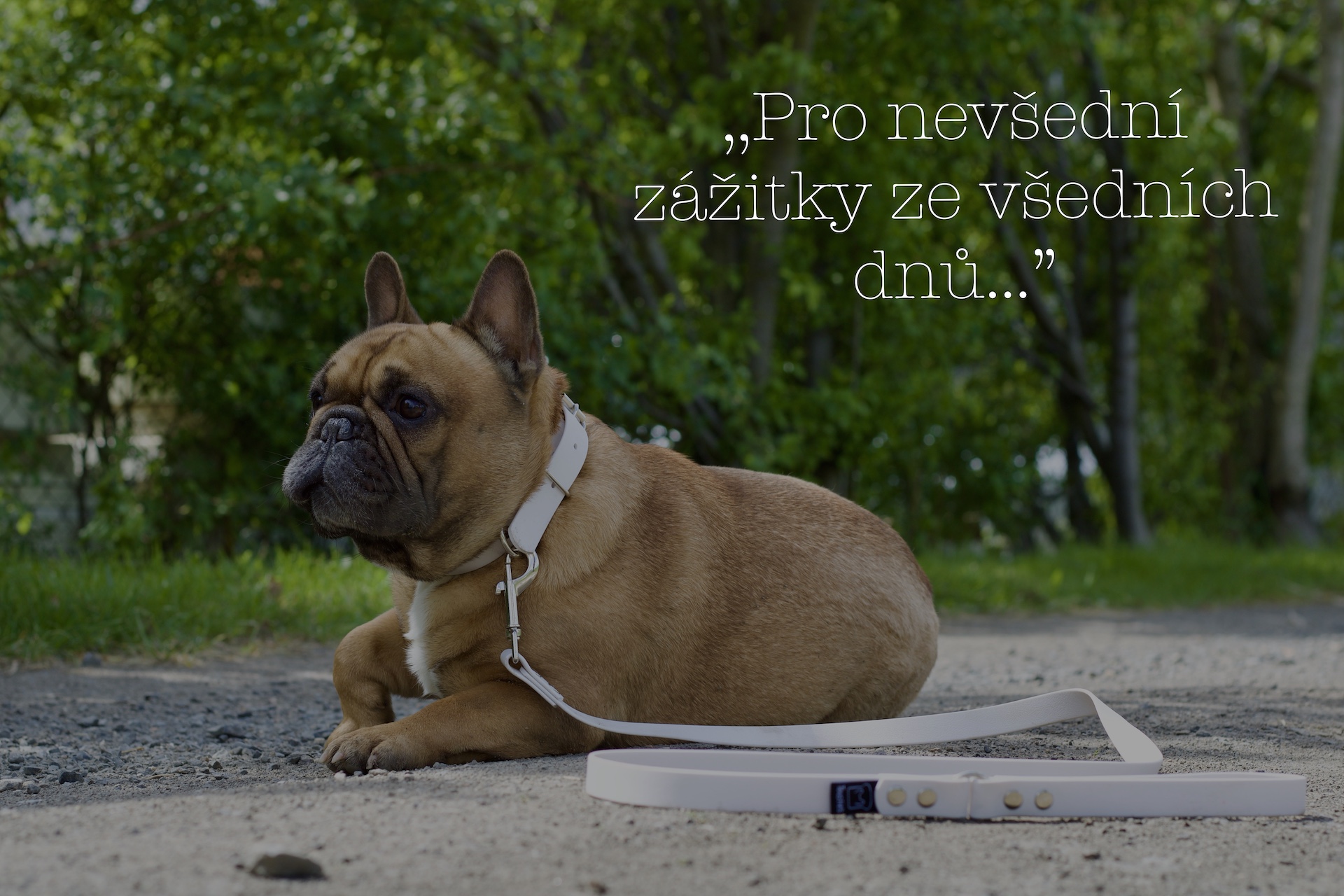 toustík s vodítek a obojek Sníh