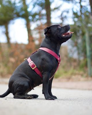 Některé barvy prostě fungují vždycky. Červené víno je jedna z nich🍷 Postroj, který se hodí jak do města, tak na dlouhé...