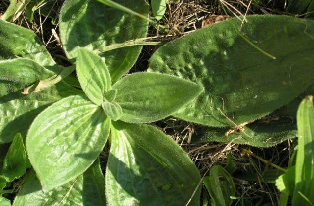 CHEMICKÁ OCHRANA TRÁVNIKA