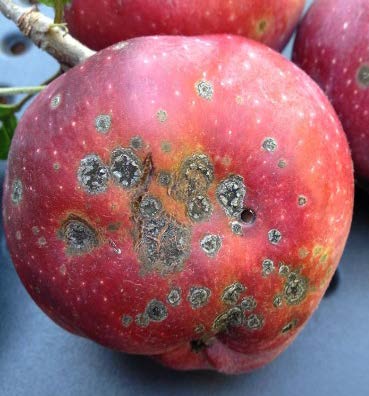 Chrastavitosť jabloní – prevencia a optimálny postrek