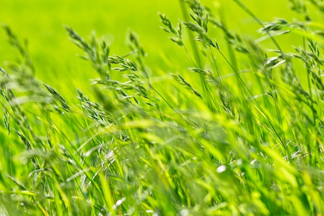 JARNÁ STAROSTLIVOSŤ O TRÁVNIK