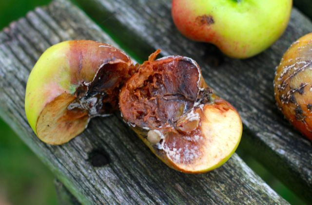 MONILIOZA KÔSTKOVÍN