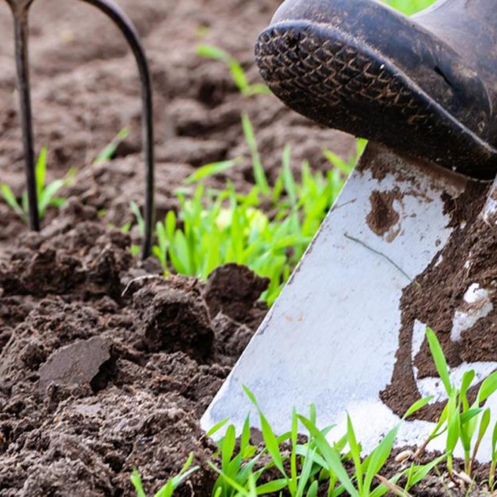 PRIPRAVTE ZÁHRADU NA JAR: POSTREKY, HNOJENIE A OCHRANA RASTLÍN