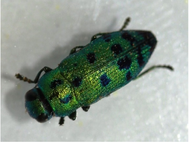 KRASOŇ BORIEVKOVÝ - NEBEZPEČNÝ ŠKODCA OKRASNÝCH DREVÍN