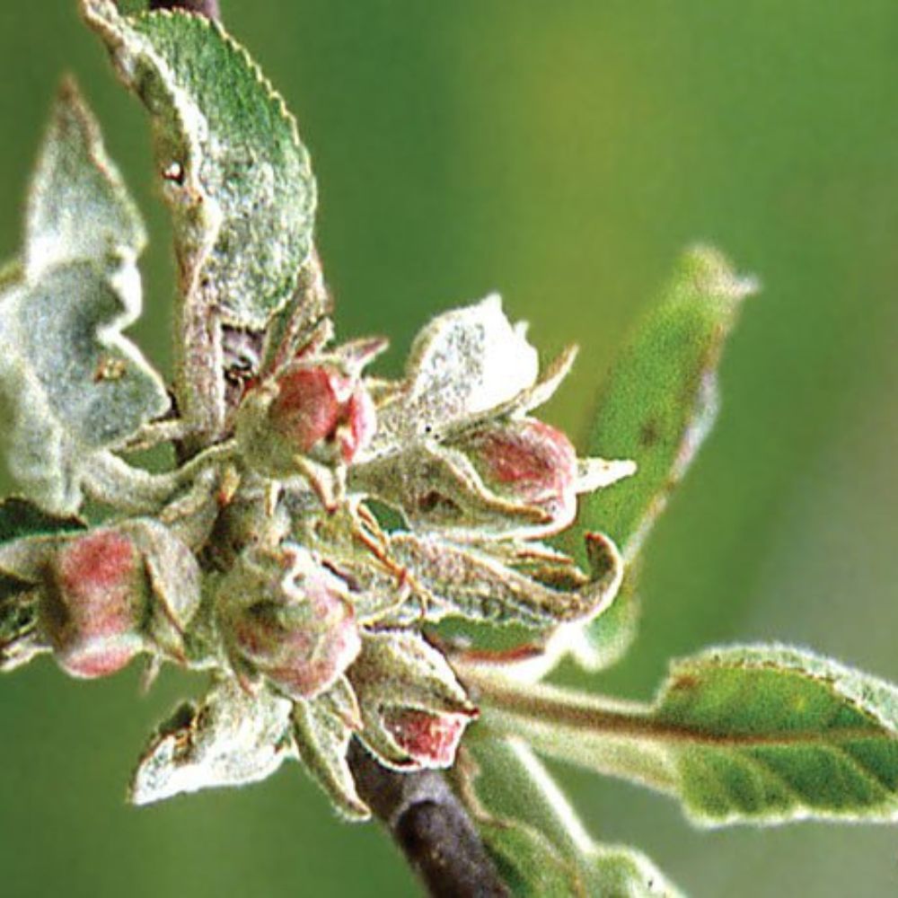 MÚČNATKA JABLONÍ – AKO JU SPOĽAHLIVO ZVLÁDNUŤ