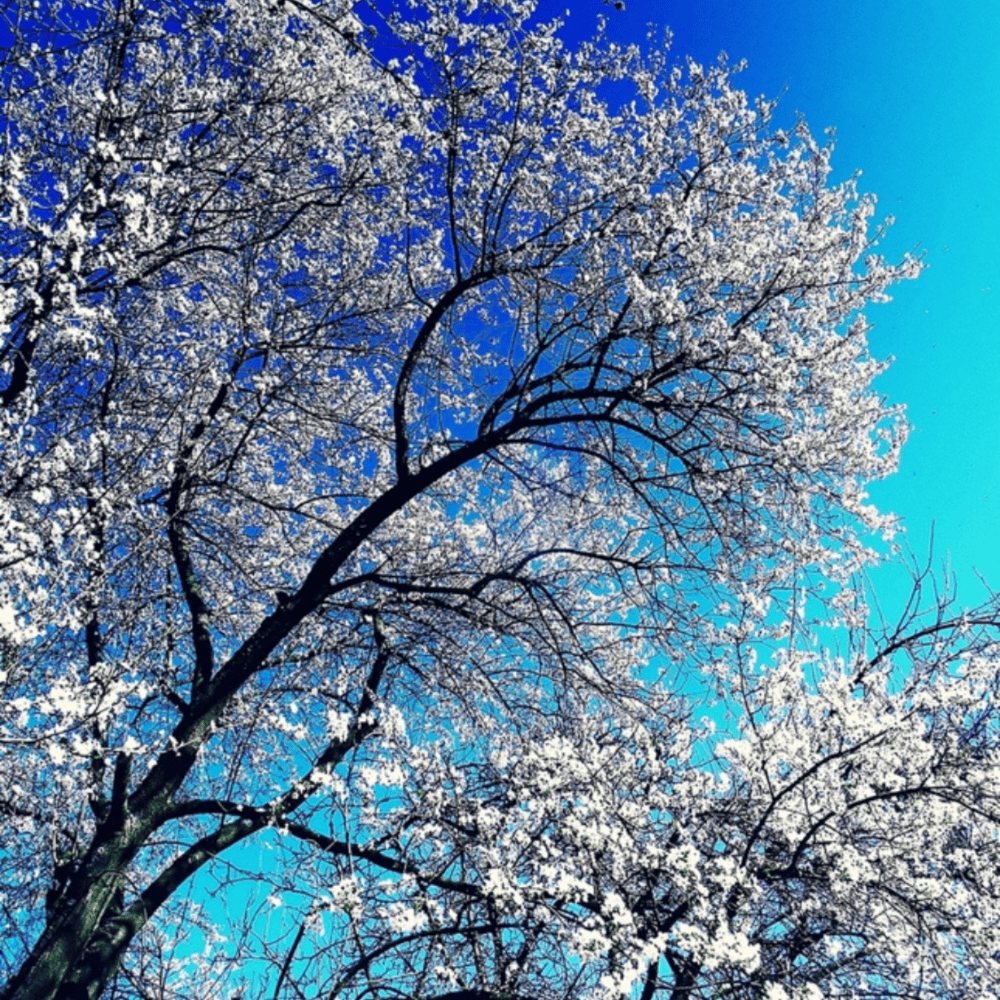 MAREC V ZÁHRADE - JAR KLOPE NA DVERE