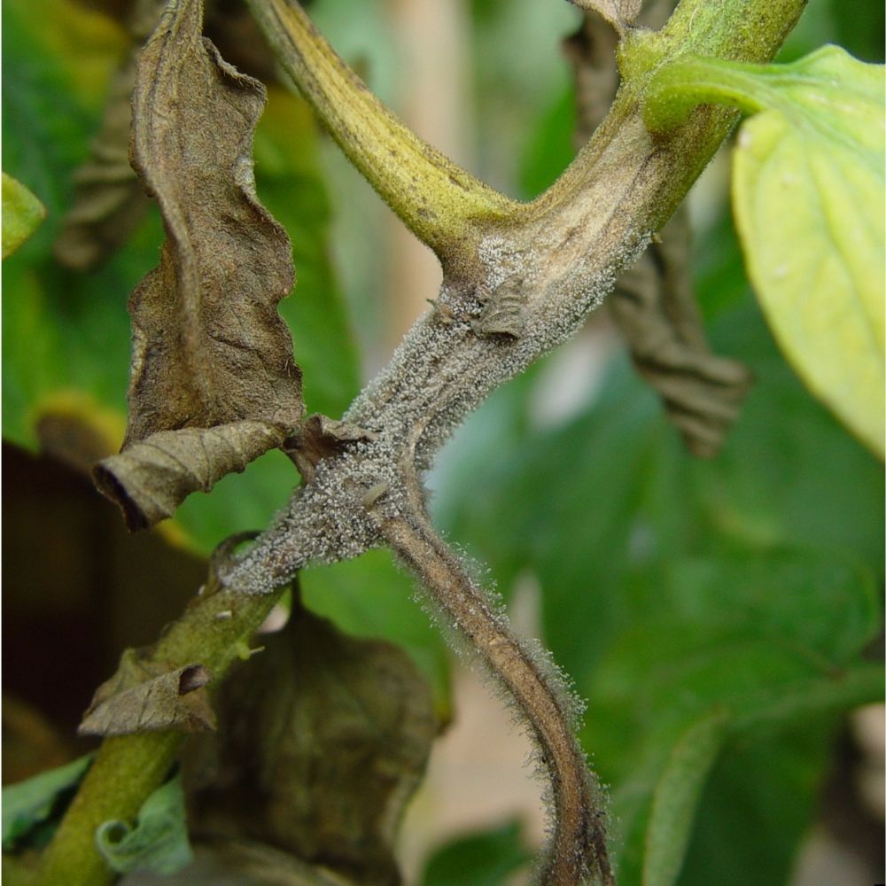 PLESEŇ RAJČIAKOVÁ - FYTOFTORA