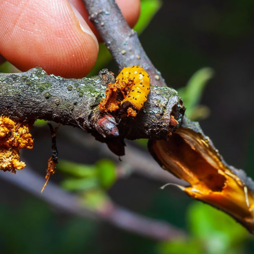 PREDJARNÁ OCHRANA OVOCNÝCH STROMOV PO ZIME