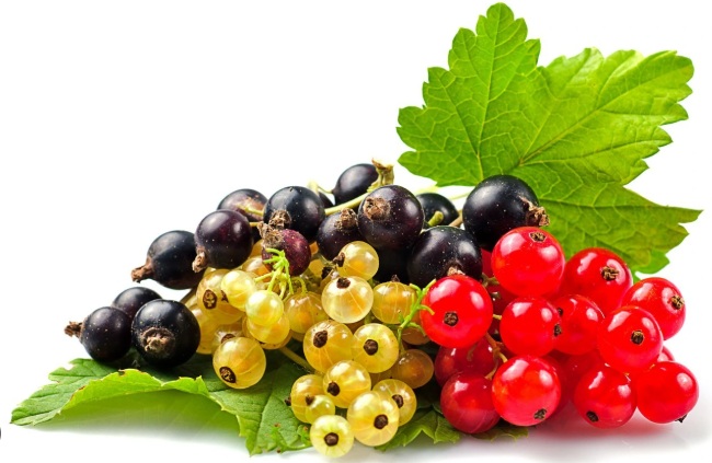 RÍBEZLE – MALÉ OVOCIE S VEĽKÝMI VÝHODAMI