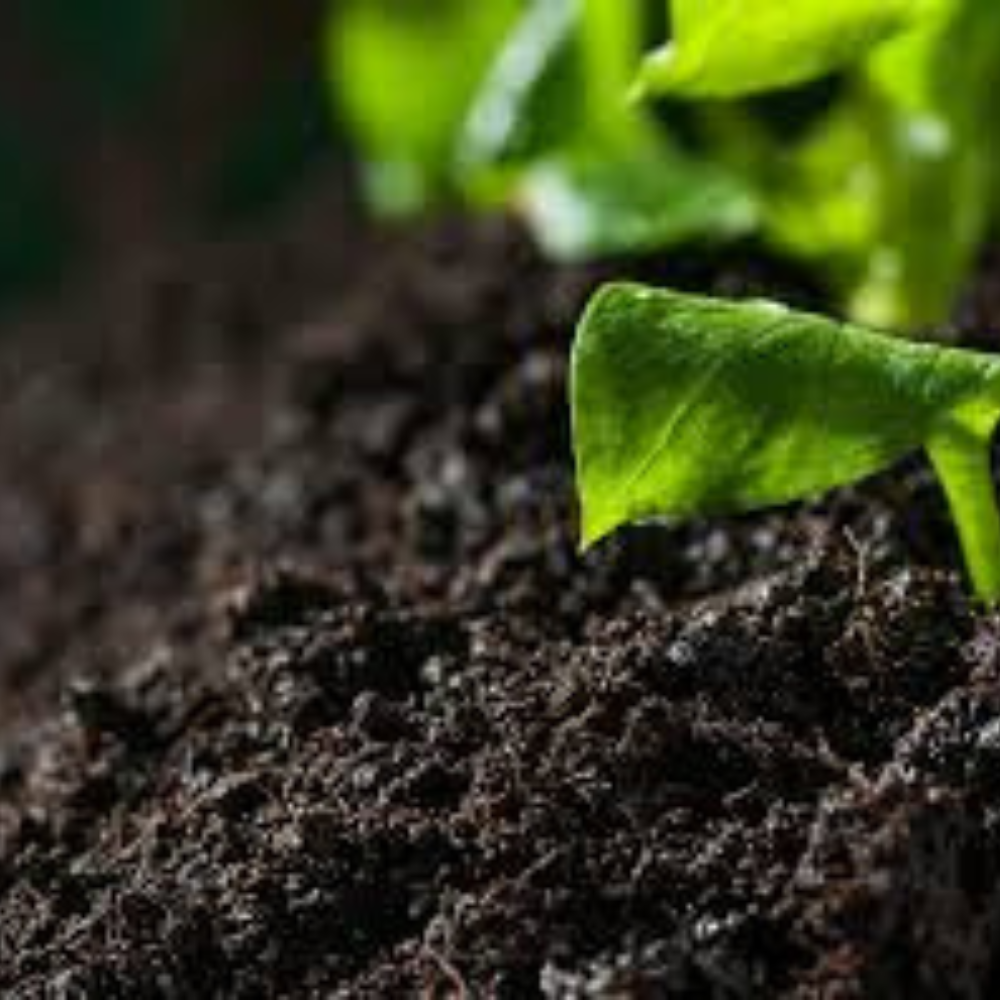 ZDRAVÝ ŠTART RASTLÍN ZAČÍNA V SUBSTRÁTE