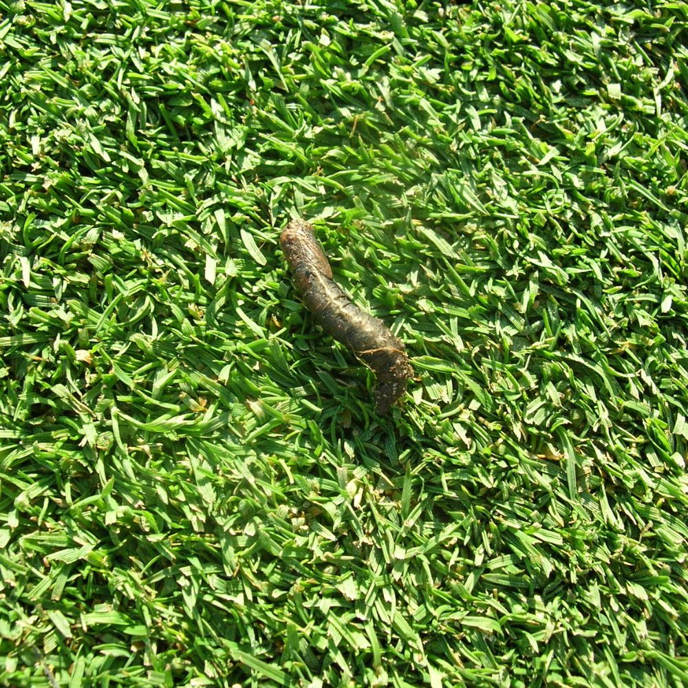 TIPUĽA BAHENNÁ – HROZBA POD TRÁVOU