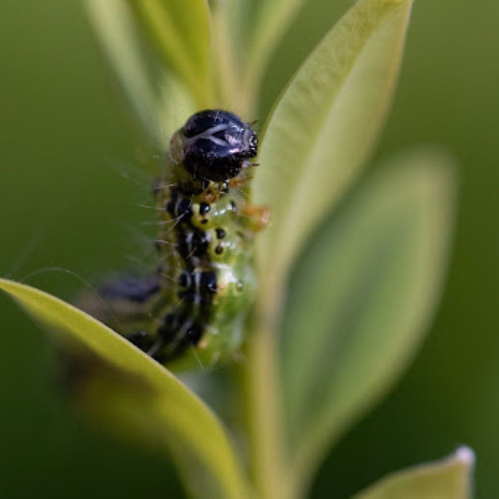 VIJAČKA KRUŠPÁNOVÁ – TICHÝ ZABIJAK VAŠICH KRUŠPÁNOV