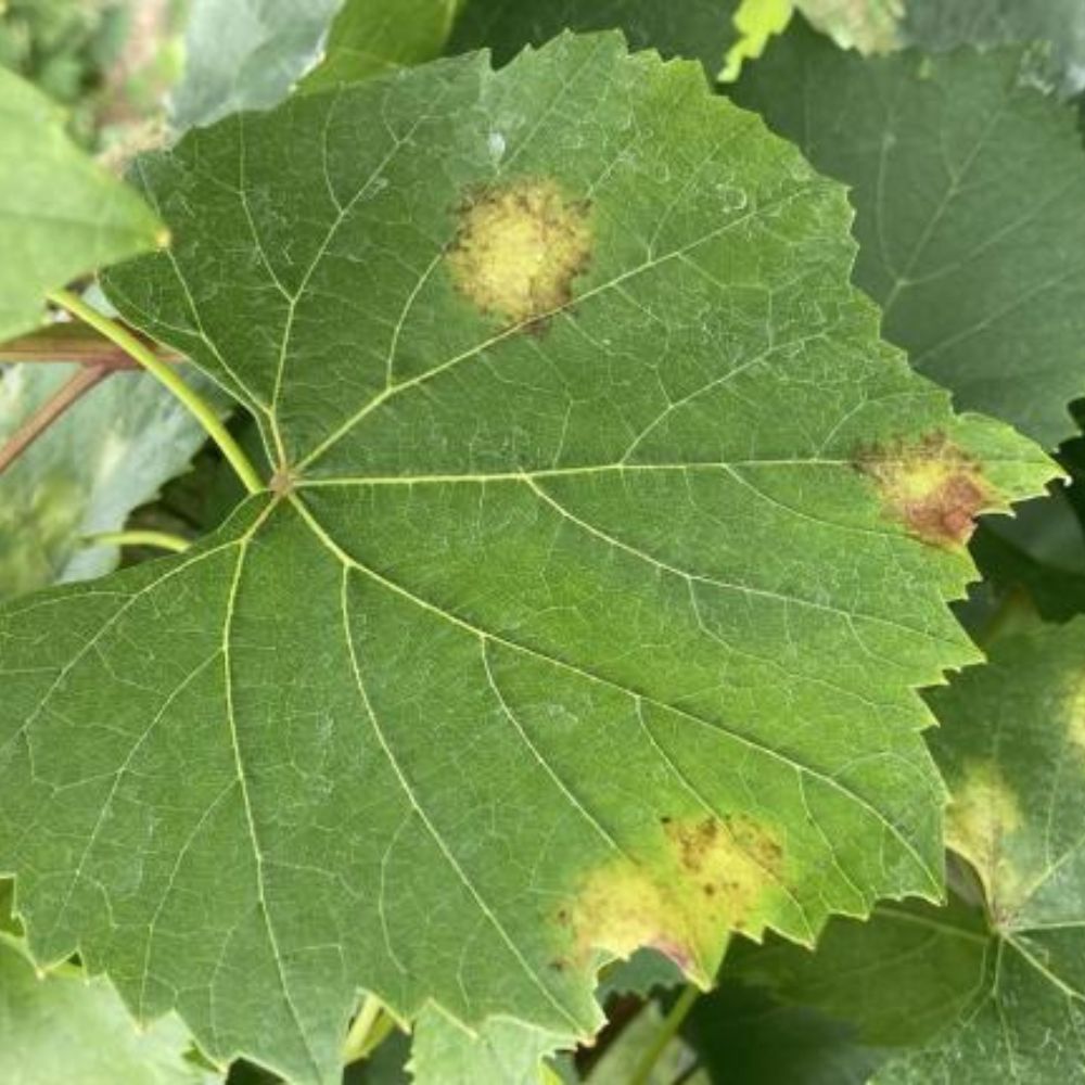 PERONOSPÓRA VINIČA: AKO JU ROZPOZNAŤ A ÚČINNE PROTI NEJ BOJOVAŤ