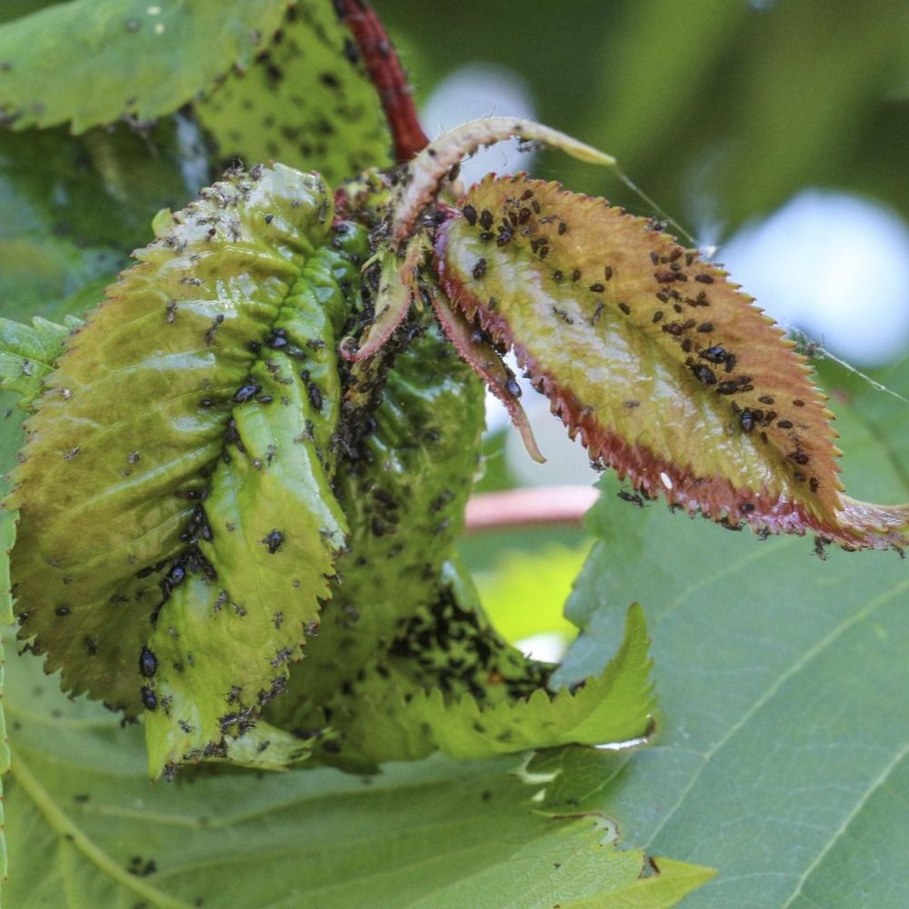 VOŠKY NA OVOCNÝCH STROMOCH